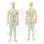 ANCS Acupuncture Meridian Model Points - English 3