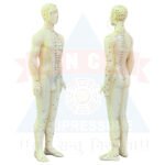 ANCS Acupuncture Meridian Model Points - English - Main