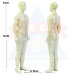 ANCS-Acupuncture-Meridian-Model-Points-English-Main-scaled