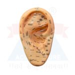ANCS Acupuncture Model - Ear