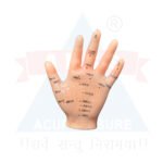 ANCS Acupuncture Model - Hand 1