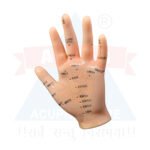 ANCS Acupuncture Model - Hand 2