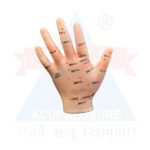 ANCS Acupuncture Model - Hand 3