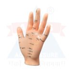 ANCS Acupuncture Model - Hand - Main