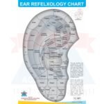 ANCS Ear Refelxology Chart