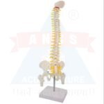 ancs-acupuncture-Spine-Human-Skeleton.jpg
