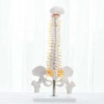 ancs-acupuncture-dommy-skeletone-modal-surgical-1.jpg