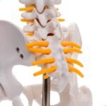 ANCS Acupuncture surgical Spine Human Skeleton - Image 3
