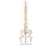 ANCS Acupuncture surgical Spine Human Skeleton - Image 4