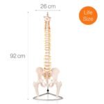 ANCS Acupuncture surgical Spine Human Skeleton - Image 2