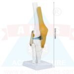 ancs-Knee-Joint-Model-Knee-Joint-Model-Anatomical-Study-Functional-Correct-Human-Skeleton-Anatomical-Model-for-Amateurs