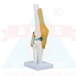 ancs-Knee-Joint-Model-Knee-Joint-Model-Anatomical-Study-Functional-Correct-Human-Skeleton-Anatomical-Model-for-Amateurs-main