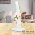 ancs-knee-dommy-modal-for-knee-jaiont-model